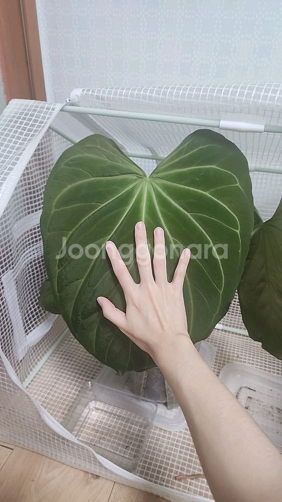 안스리움 킹오스 파필 하이브리드--0