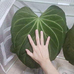 안스리움 킹오스 파필 하이브리드