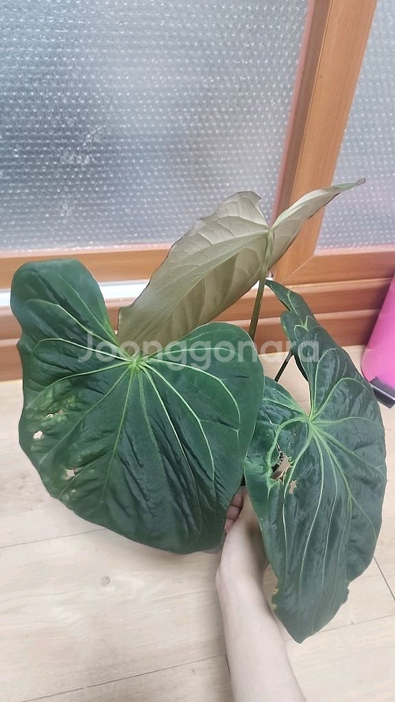 안스리움 킹오스 파필 하이브리드--2