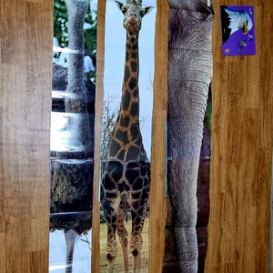 탄탄와이드 자연속으로 완결판