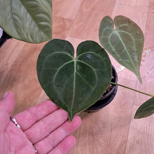 안스리움클라리네비움