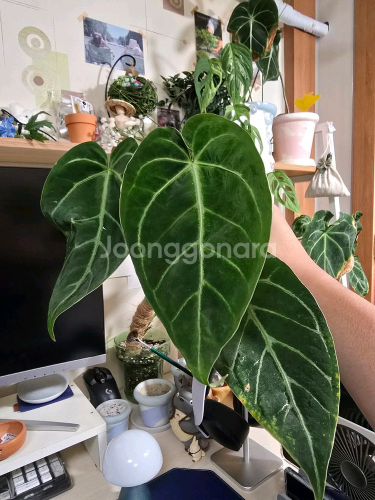 안스리움 자라 파필--0