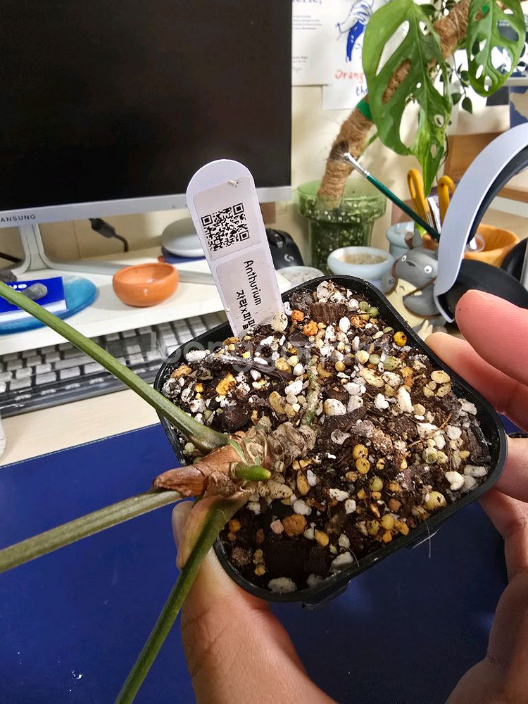 안스리움 자라 파필--1