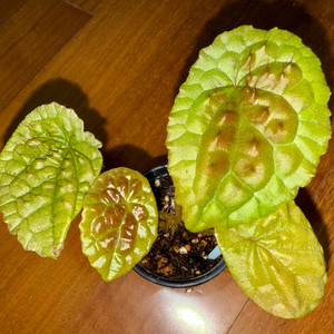 베고니아 스샤니에