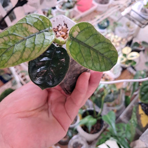 호야 글로빌로사