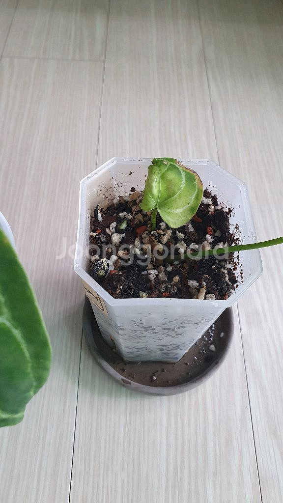 안스리움 2개일괄 매그니x에게티.미니하사x레드스파이더--3