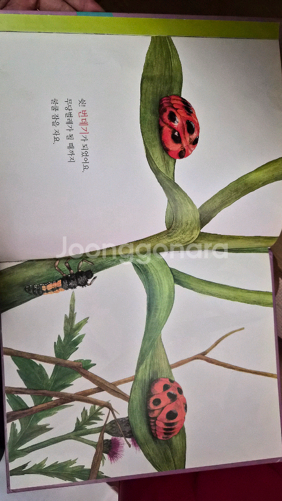 세밀화 자연관찰 전집60권--7