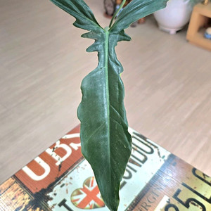 필로덴드론 롱기로바텀 미아노