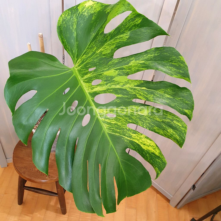잎60cm ~ 몬스테라 델리시오사 옐로우 바리에가타--0