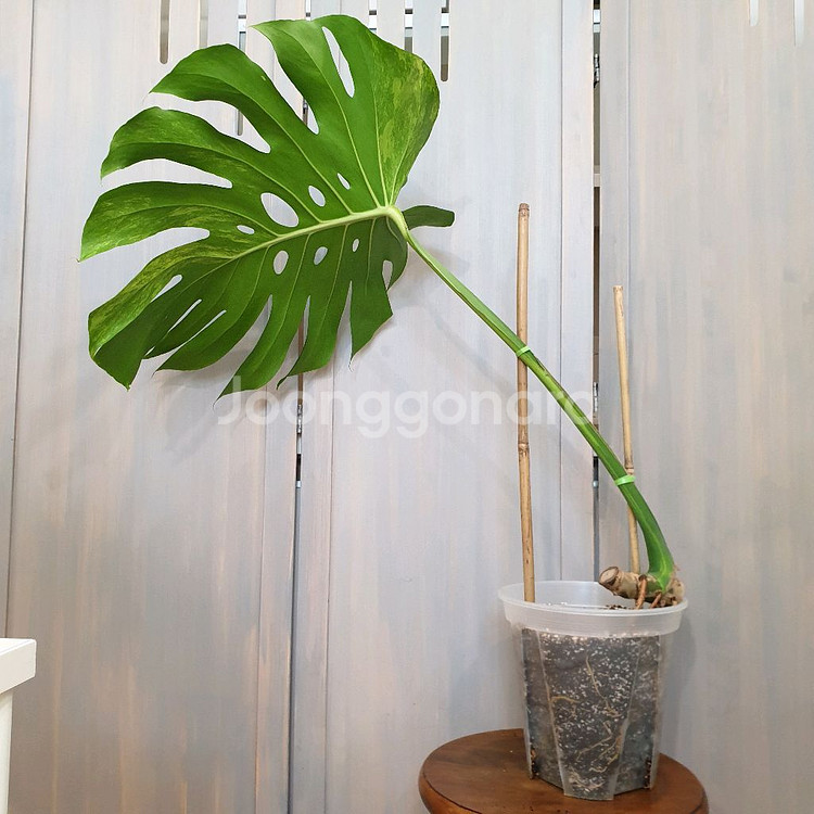 잎60cm ~ 몬스테라 델리시오사 옐로우 바리에가타--2
