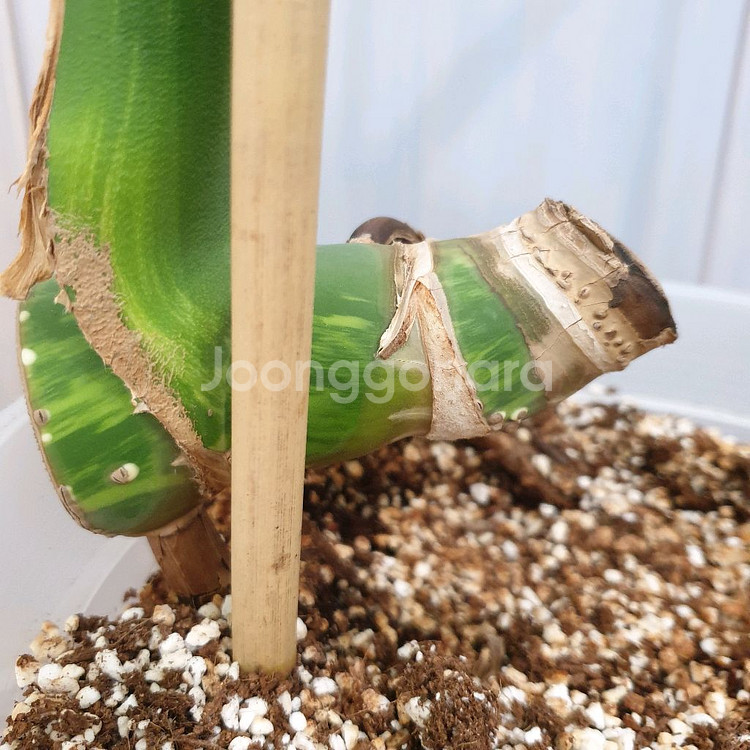 잎60cm ~ 몬스테라 델리시오사 옐로우 바리에가타--4