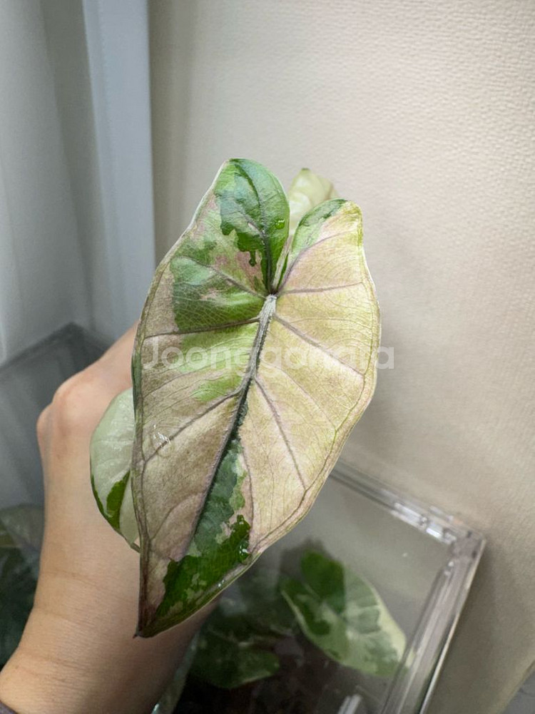 알로카시아 유카탄 핑크 바리에가타--0