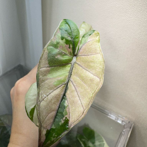 알로카시아 유카탄 핑크 바리에가타