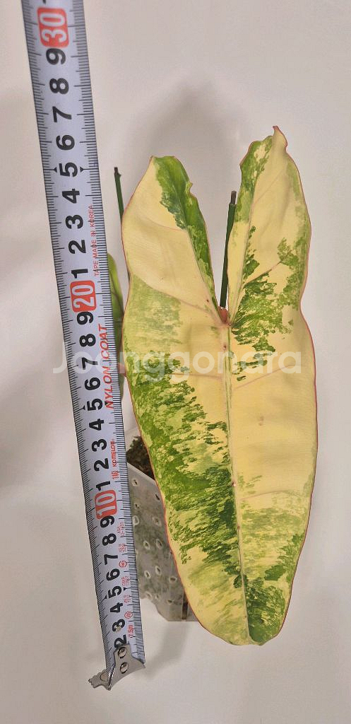 필로덴드론 빌리에티에 바리에가타--2