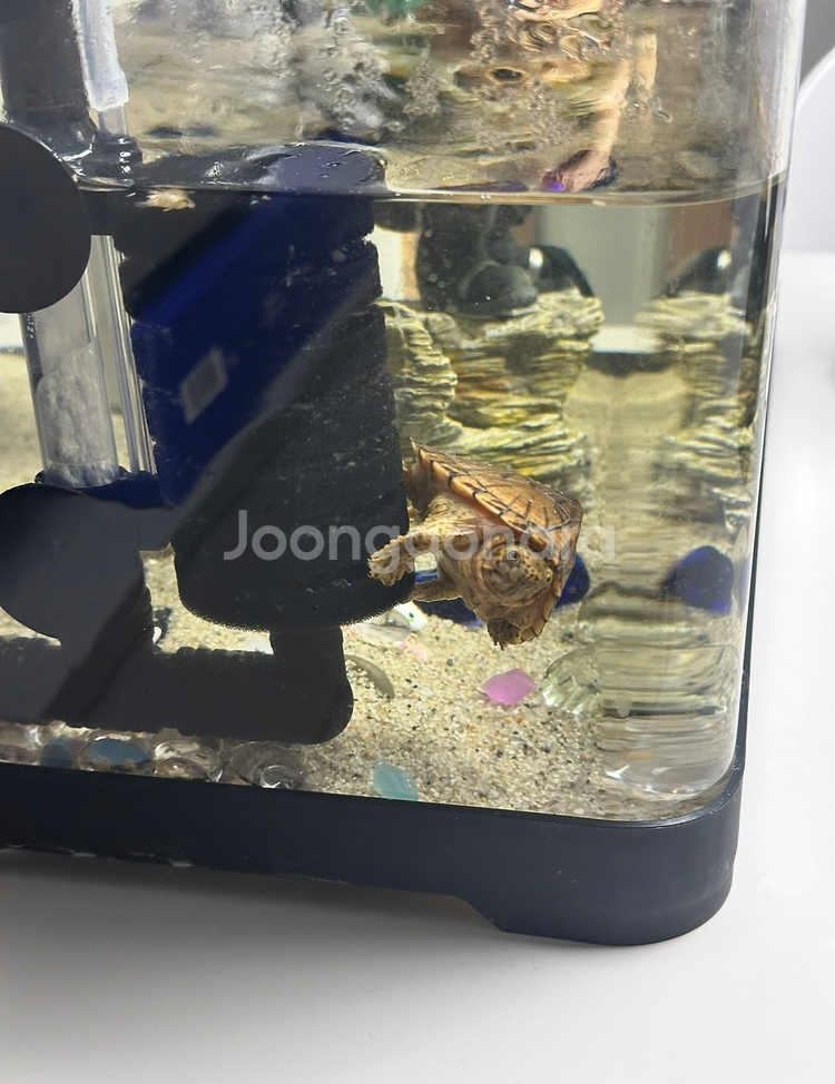 레이저백 터틀--0
