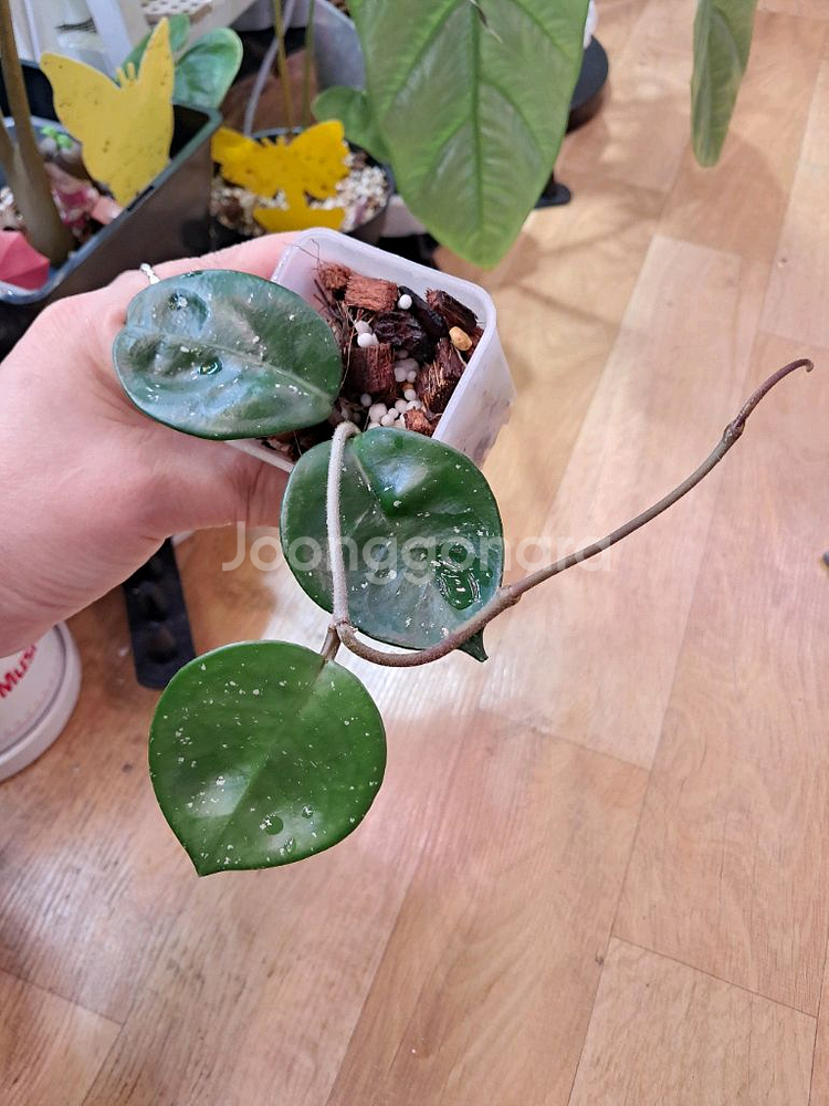 호야 카노사스노우볼--0