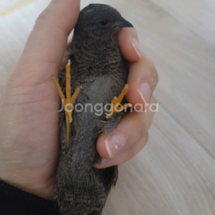 울산 미니메추리 가족 총5마리--0