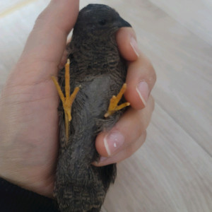 울산 미니메추리 가족 총5마리