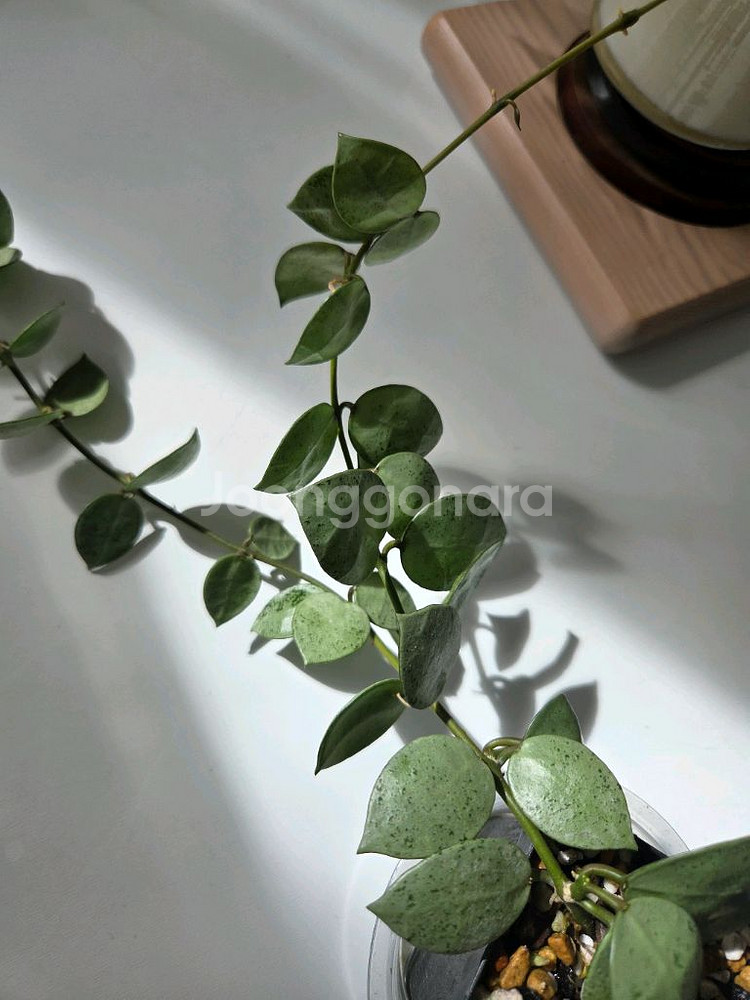 호야 라쿠노사 민트코인--1