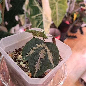 오리발 시계초