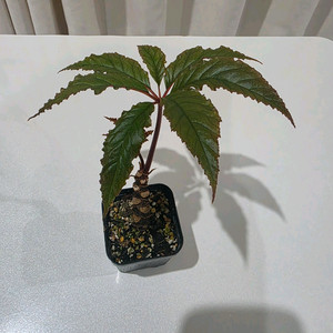 베고니아 리치