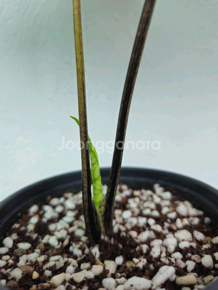 칼라디움 스프링플링--1