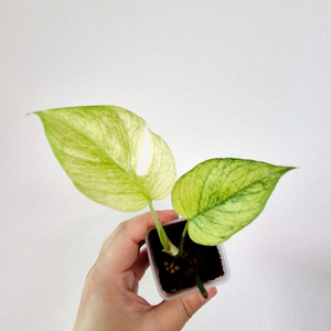 이게 정말 풀민트! 풀민트히메몬스테라 / 무늬히메