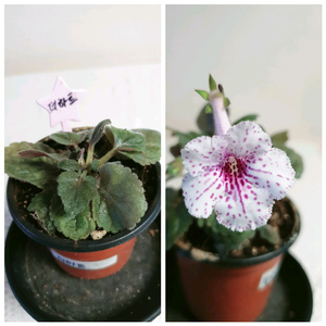 더하트 ㅡ 미니신닌기아