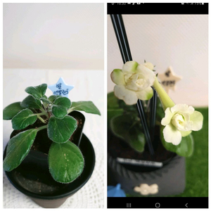 Bal.Excellent(엑설런트) 미니신닌기아