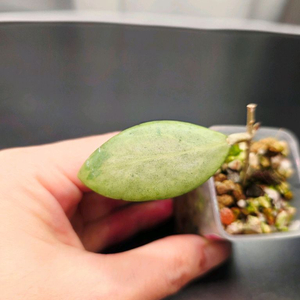 호야 에스트로스템마