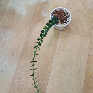 호야 칭흥엔시스