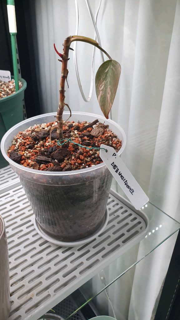 필로덴드론 스트로베리쉐이크 이미지