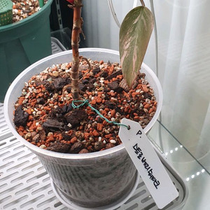 필로덴드론 스트로베리쉐이크 이미지