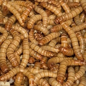 생밀웜 100마리 (한정수량) 저렴하게 팝니다