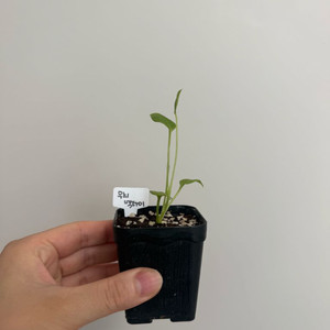 안스리움 비타리폴리움 바리에가타(유묘)