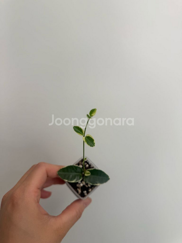 호야 쿤밍기아나 알보--1