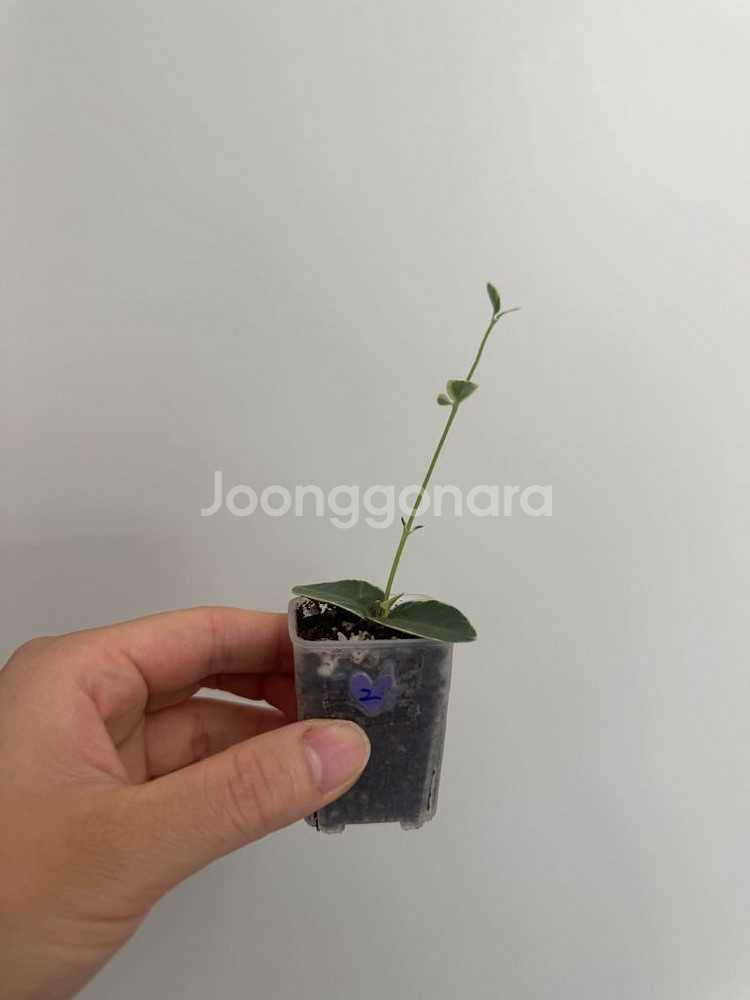 호야 쿤밍기아나 알보--0