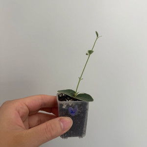 호야 쿤밍기아나 알보