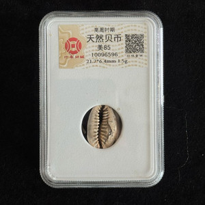 골동품 화폐 고대 상주시대 천연 패화 그레이딩