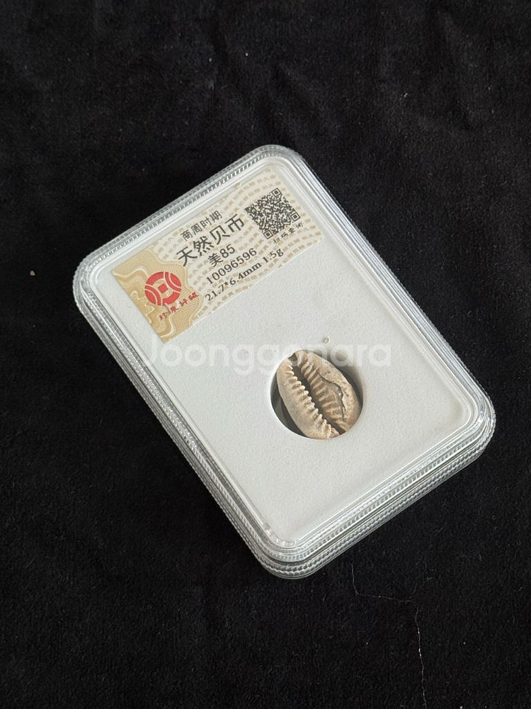 골동품 화폐 고대 상주시대 천연 패화 그레이딩--4