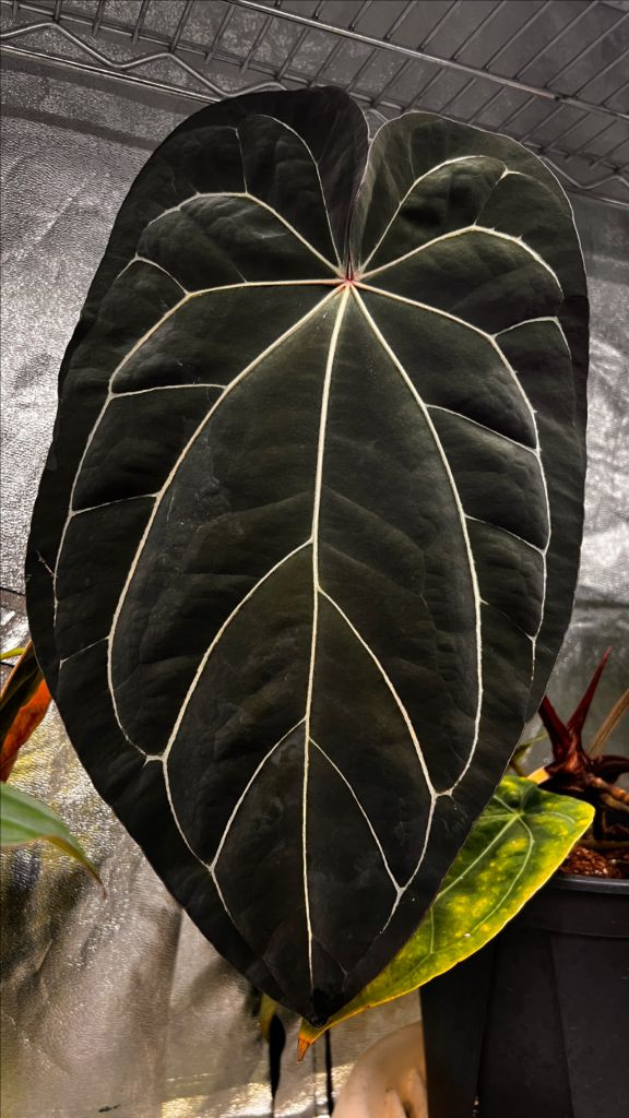 안스리움 NSE RC x (RG DressxCarla)--2