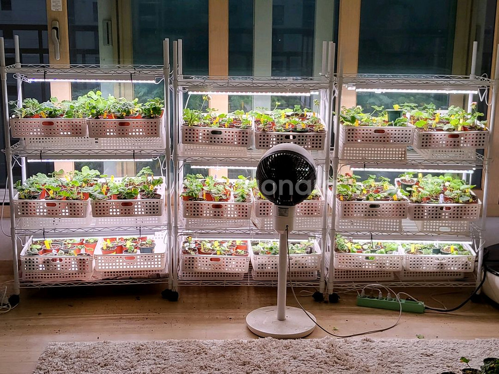 식물등,에어온라이팅 15개이지라이프철제4단선반화이트--1