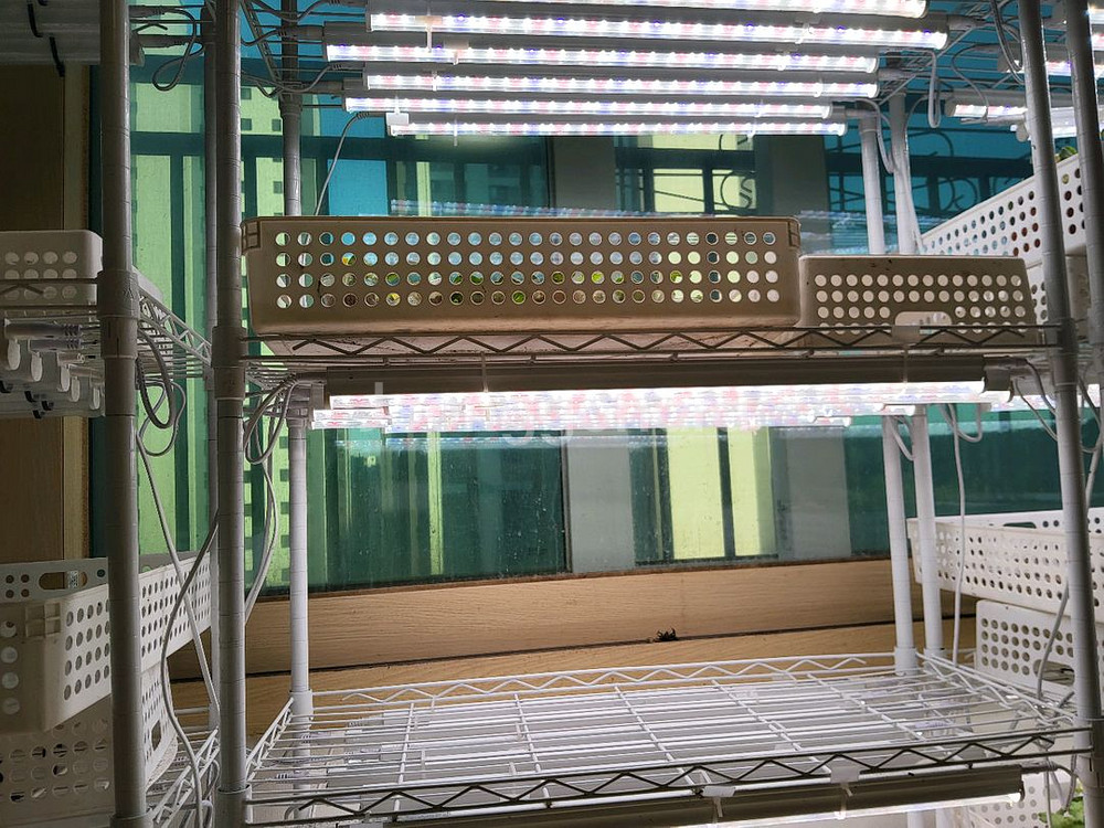 식물등,에어온라이팅 15개이지라이프철제4단선반화이트--0