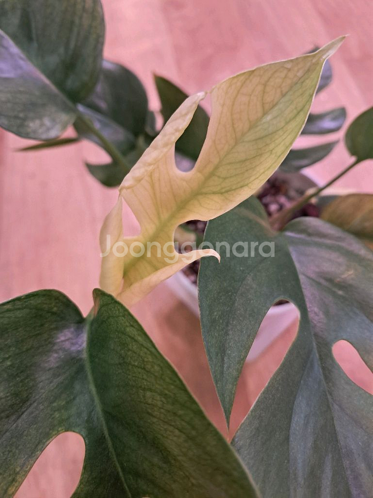 풀민트 히메 몬스테라--0