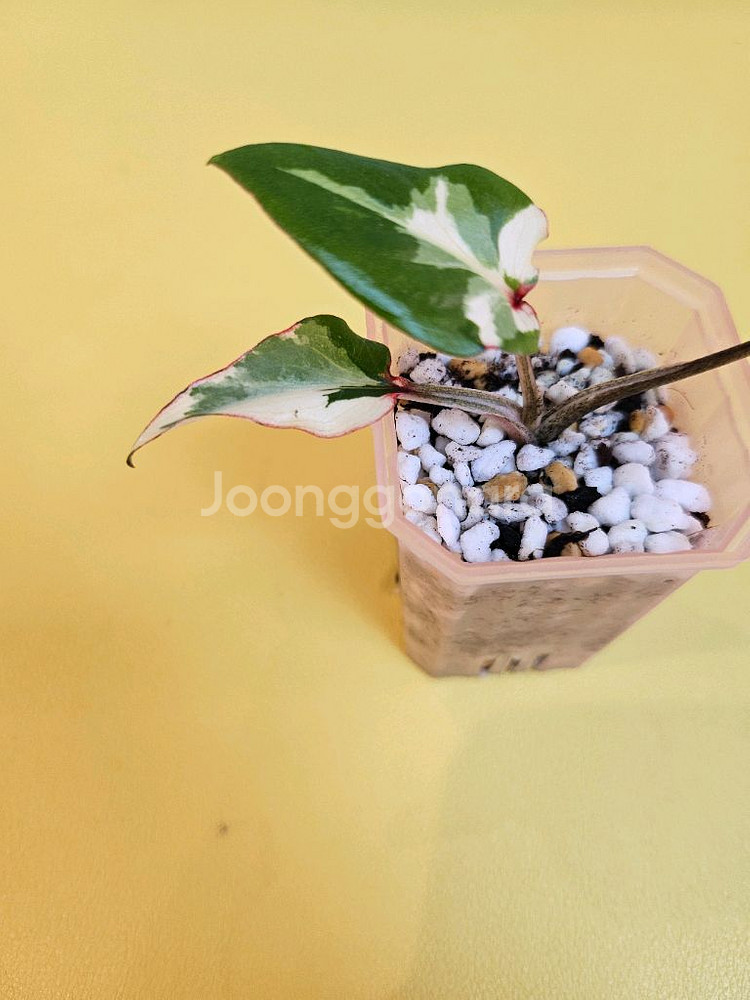 칼라디움 카오스 바리<알로카시아 안스x>--1