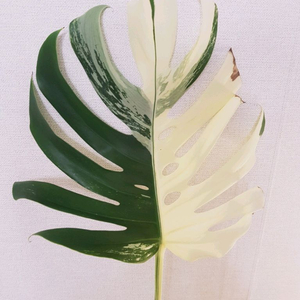 몬스테라 알보 보르시지아나 SSS급