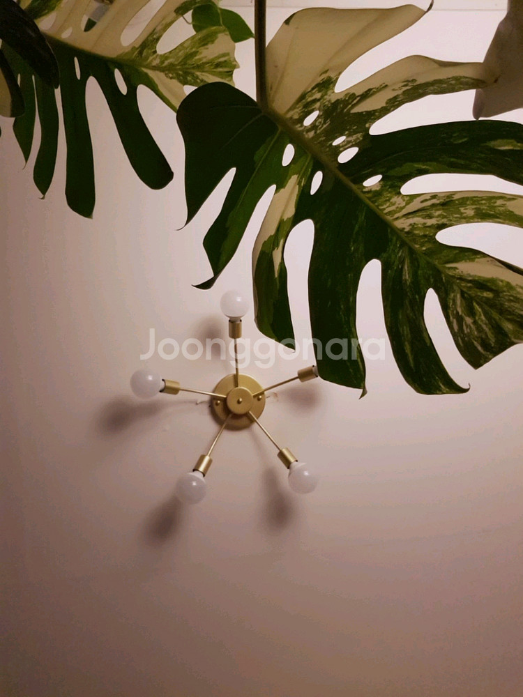 몬스테라 알보 보르시지아나 SSS급--4