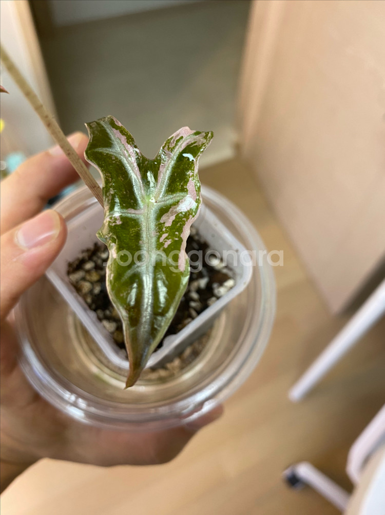 알로카시아 노빌리스 핑크 바리에가타(안스리움,호야x)--0