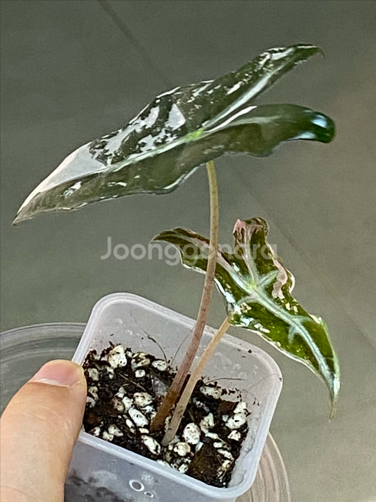 알로카시아 노빌리스 핑크 바리에가타(안스리움,호야x)--2