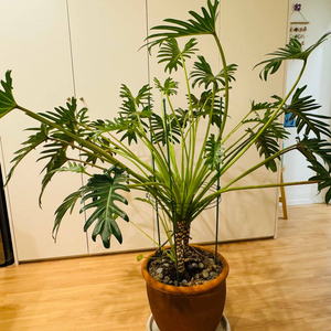 셀렘 Philodendron Selloum